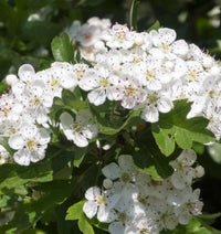 Aubépine