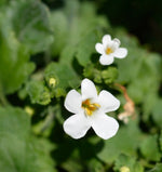 Bacopa Monnieri