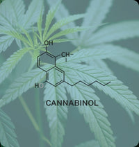 Cannabinol (CBN)