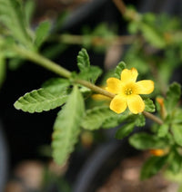 Damiana