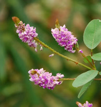 Desmodium
