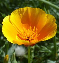 Escholtzia