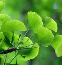 Ginkgo Biloba
