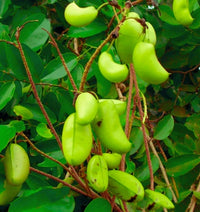 Griffonia Simplicifolia