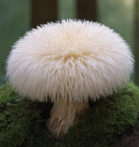 Lion's mane