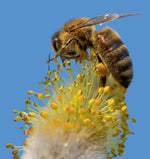 Pollen