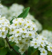 Reine des Prés
