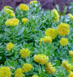 Rhodiola