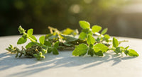 Bacopa monnieri : dosage optimal pour une cognition boostée