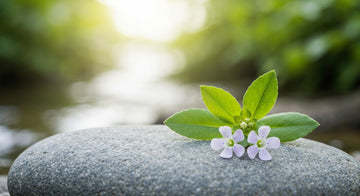 Bacopa monnieri vs Rhodiola : quelle plante pour votre concentration ?