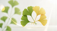 Ginkgo Biloba : 10 avantages clés pour votre quotidien