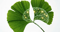 Ginkgo Biloba : atout cerveau, mémoire et circulation périphérique