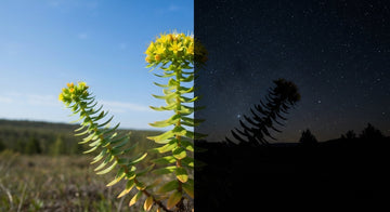 Quand prendre la rhodiola : matin ou soir pour des effets optimaux ?