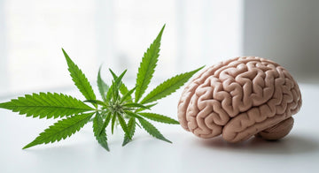 Le CBD est-il un nootropique ? Comprendre ses effets sur le cerveau