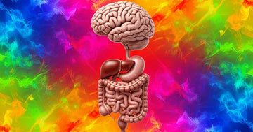 Le lien insoupçonné entre microbiote et facultés cognitives : l'axe intestin-cerveau