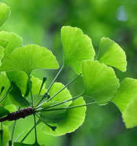 Ginkgo Biloba : Amélioration de Mémoire et Performance Cognitive