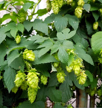 Houblon