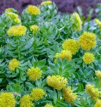 Rhodiola
