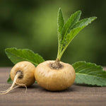Maca