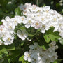 Aubépine