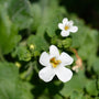 Bacopa Monnieri