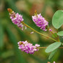 Desmodium