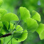 Ginkgo Biloba