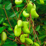 Griffonia Simplicifolia