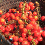 Guarana