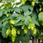 Houblon