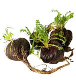 Maca