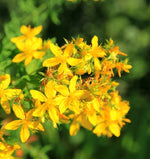 Millepertuis