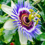 Passiflore