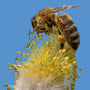 Pollen
