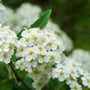 Reine des Prés