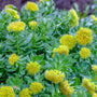 Rhodiola