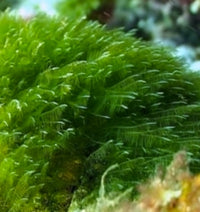 Spiruline