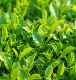 Thé Vert